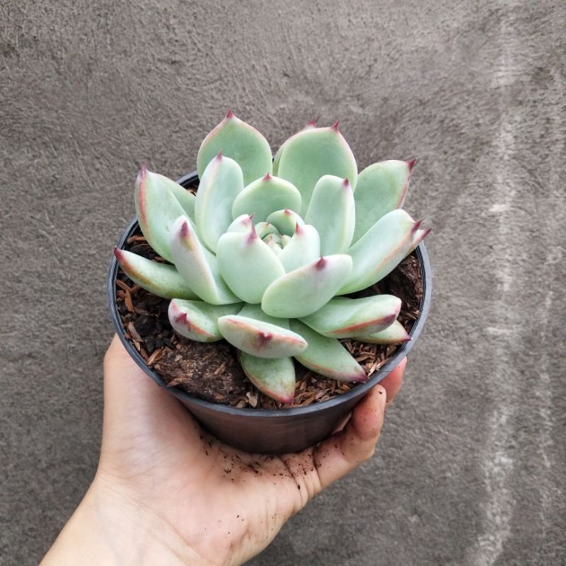 Echeveria Chihuahuaensis | DP 10 Cm | Sukulen