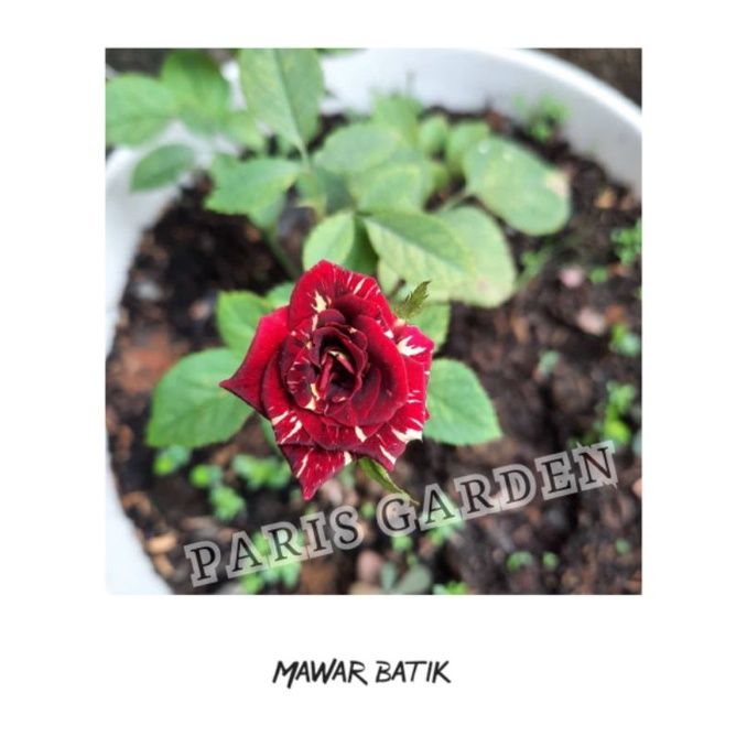 BUNGA MAWAR BATIK ASLI - TANAMAN HIAS MAWAR BATIK
