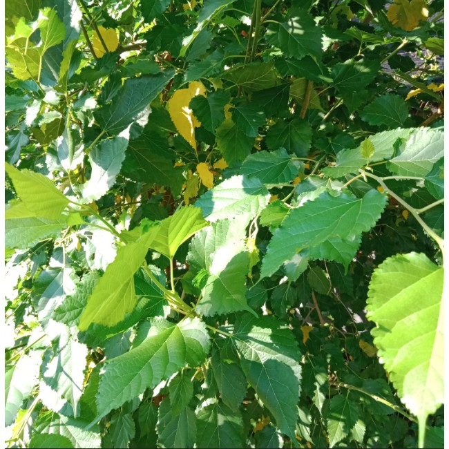 

Daun Murbei Segar (20 gram)