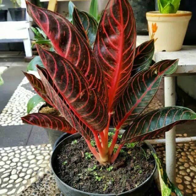 Tanaman Aglonema Pride Of Sumatra - Red Sumatra - Fried of Sumatra (Ukuran Remaja)