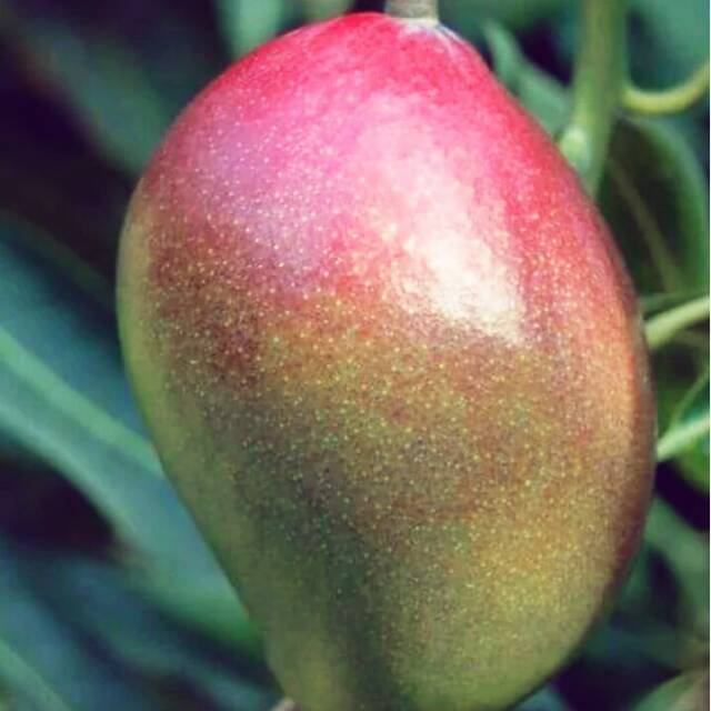 Bibit Buah Mangga Langka Kasturi Rasa Manis Lezat Harum Asal Kalimantan Selatan.