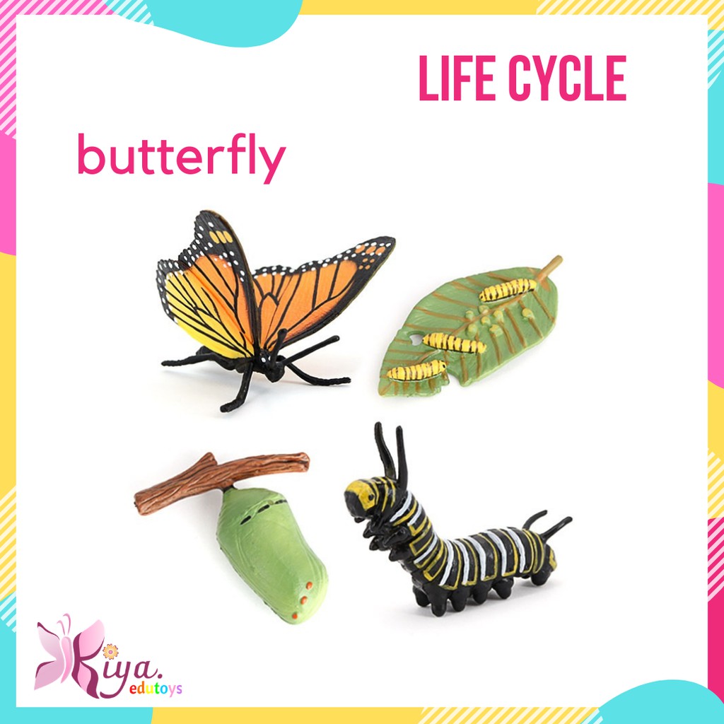 Life Cycle