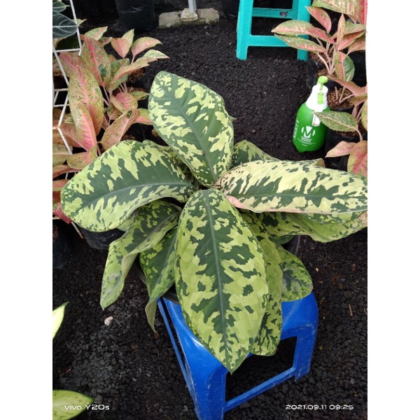 Diven Army / Diven armi / tanaman hias