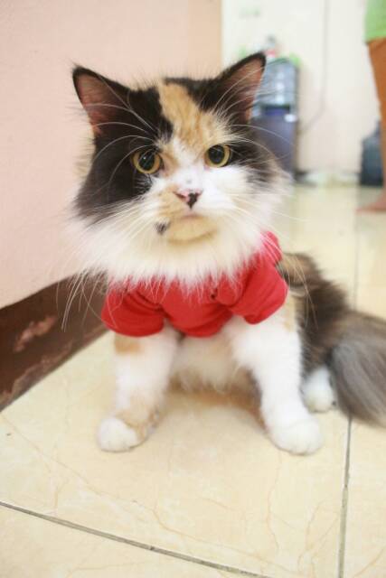 Kaos Polos strip merah untuk kucing &amp; anjing /Jual Baju Kucing Terlengkap &amp; Berkualitas size S-XL