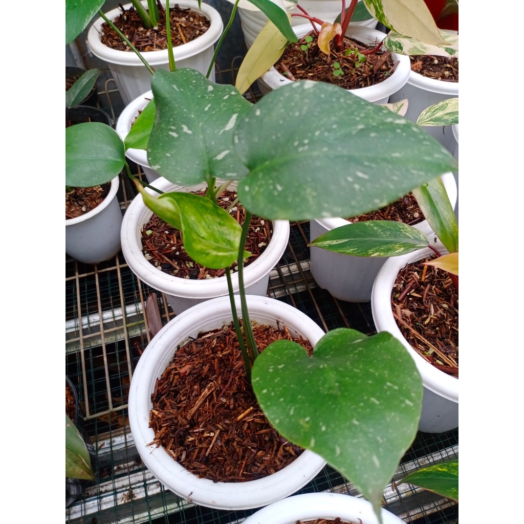 Philo Monstera Thailand (Monthai) Varigata