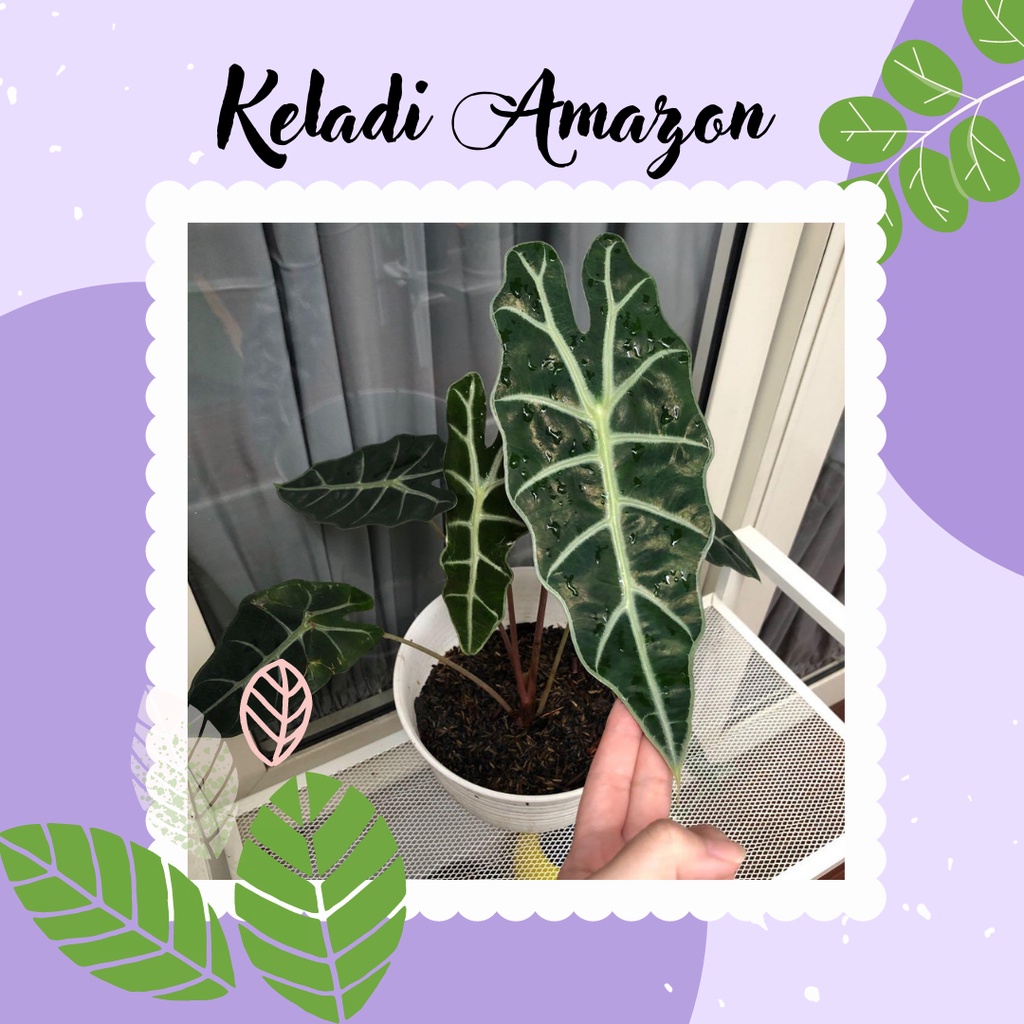 KELADI AMAZON TANAMAN AMAZON TANAMAN HIAS KELADI AMAZON AMAZONICA