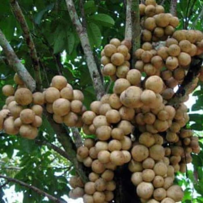 Kedai Benih Bibit Buah Langsep Kokosan Duku ~ 1 Biji