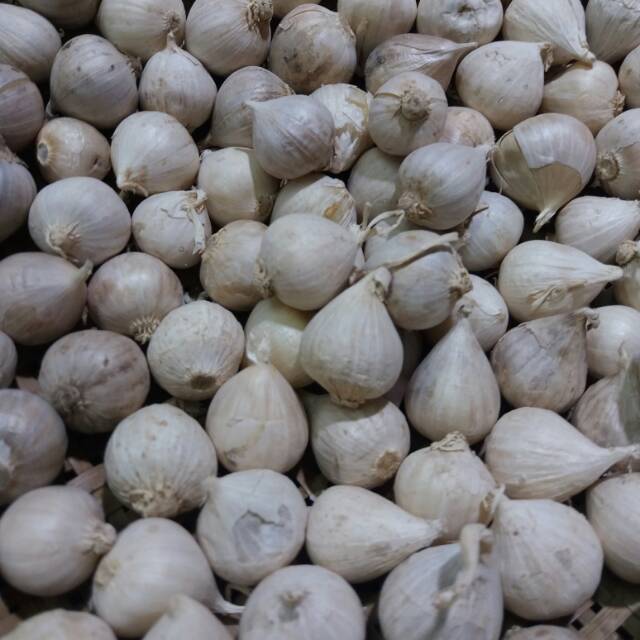 

Bawang putih tunggal 130 gram