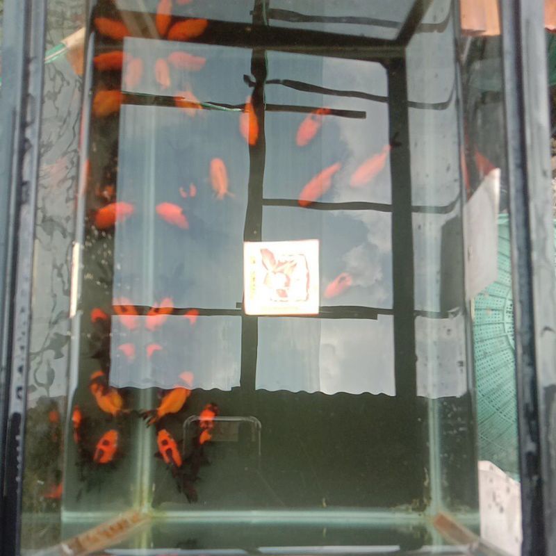Oranda