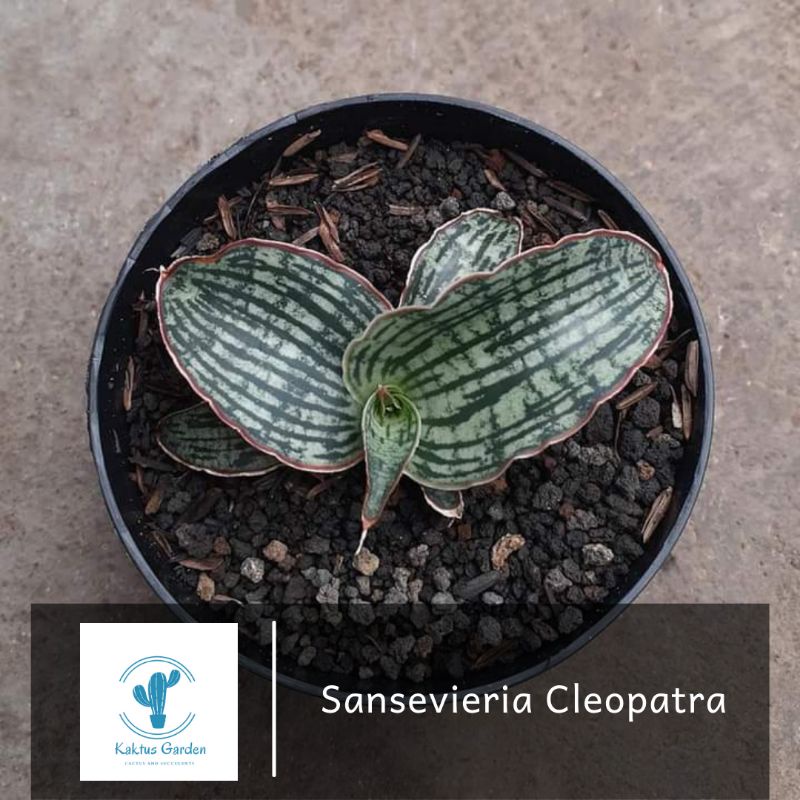 Sansevieria Cleopatra