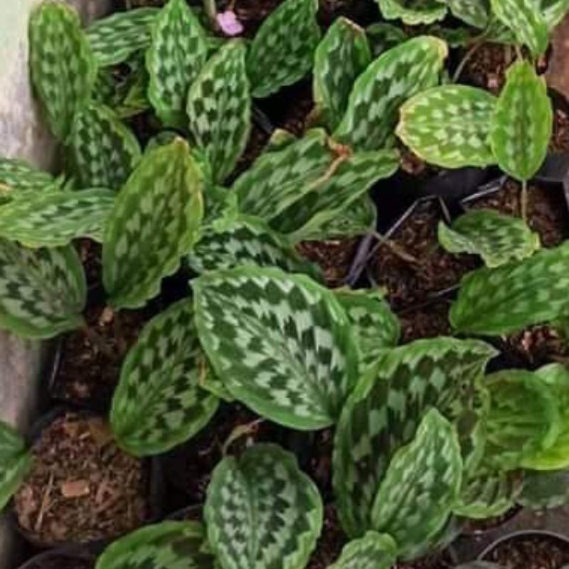 Tanaman hias calathea merak