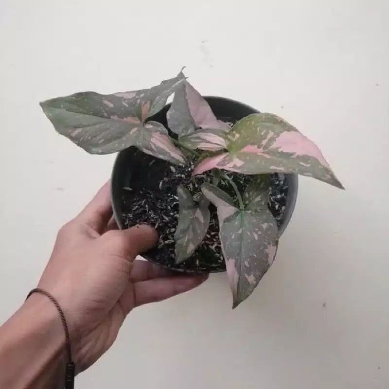 Jual Tanaman Hias Syngonium Pink Splash - Tanaman Hias syngonium Pink Splash