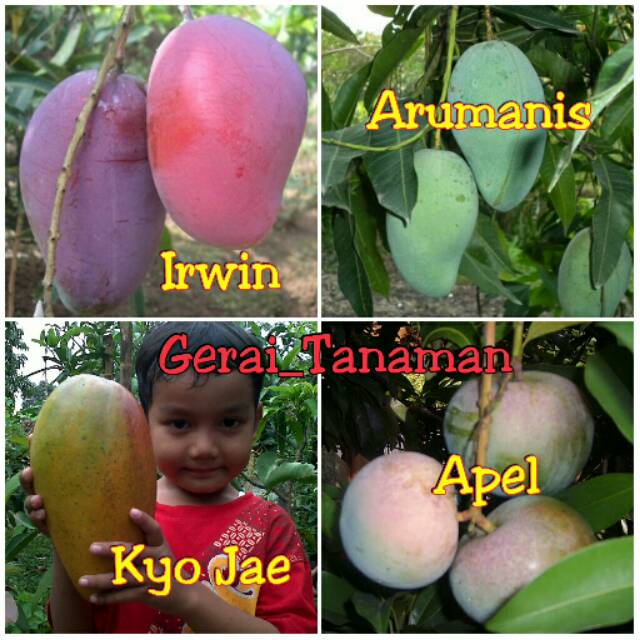 Paket 4 Batang Bibit Mangga