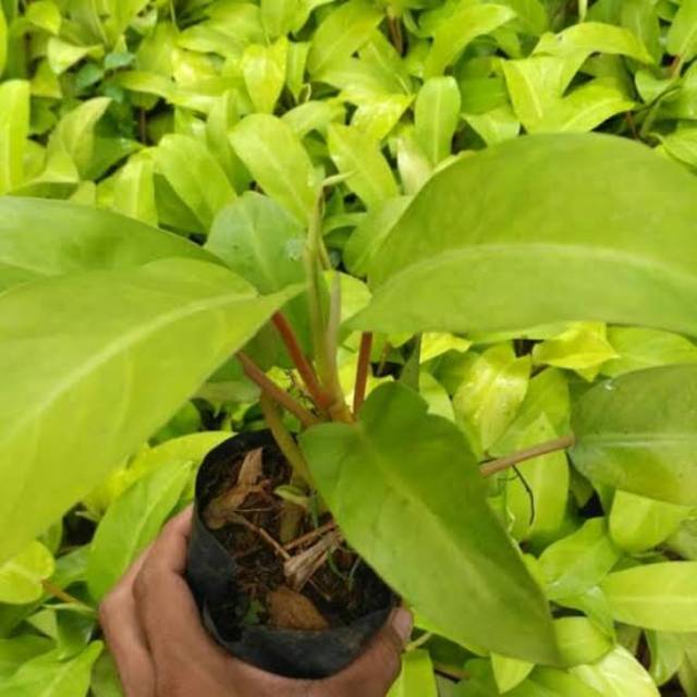 Sirih gading centong l Tanaman hias Sirih gading kuning centong