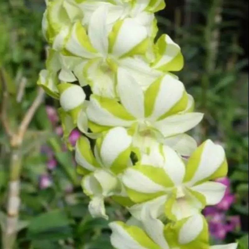 Jual Anggrek Dendrobium Leberty White Shopee Indonesia