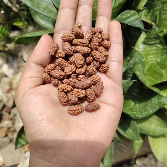 Paket mukhi 1 rudraksha original