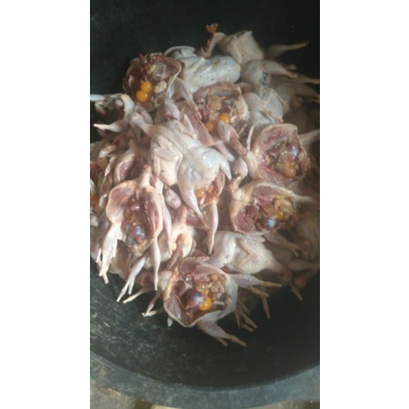 puyuh karkas size B 10 ekor