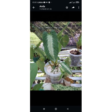 schismatoglottis sp sulawesi 03