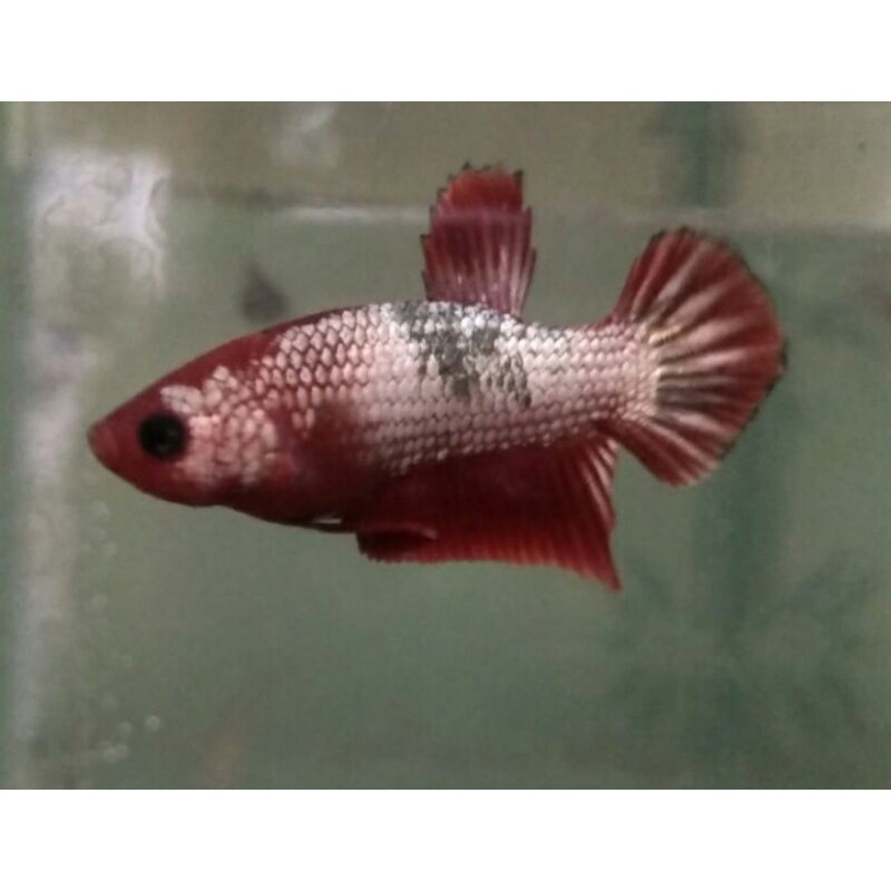 

flash deal ikan cupang 3 ekor