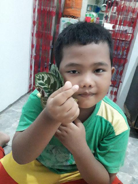 Tanaman Hias Spesial Paket Calathea - Kalatea Silverplat,gr.lipstik,ornata,makoyana