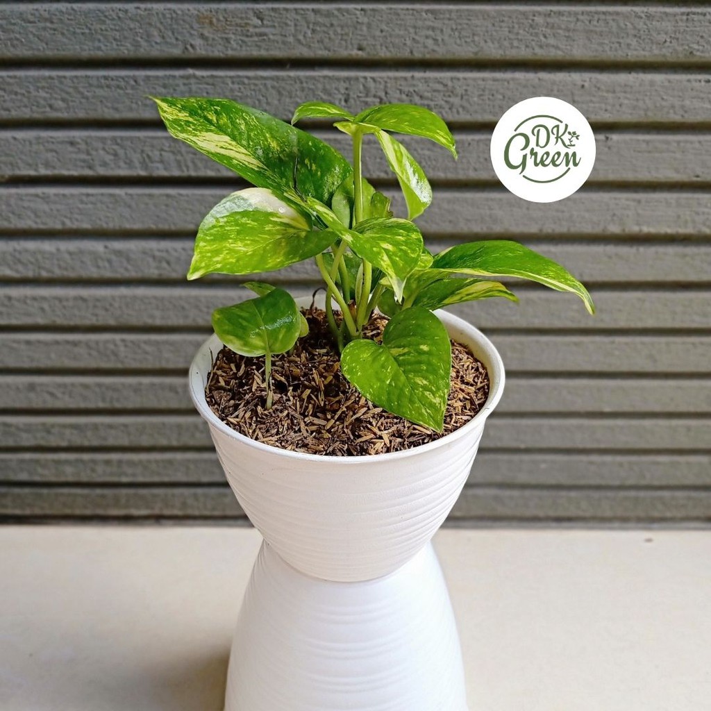 Tanaman Sirih Gading Varigata Daun Kecil dengan pot putih