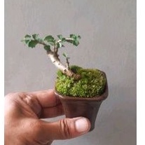 Bonsai Shito Hokiantea + Pot Keramik