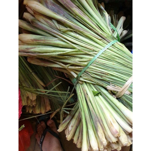

Daun sereh segar wangi