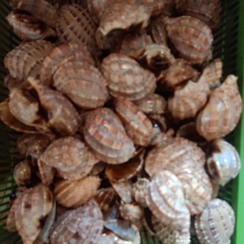 CANGKANG KERANG HARPA/ BLIMBING