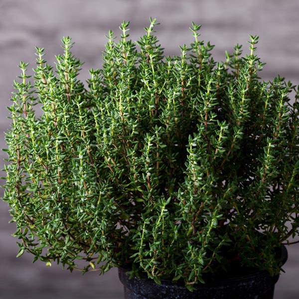 10 Benih Thyme F1 Summer Mr. Fothergills Bibit Tanaman Sayuran Herbal Super Premium Herb Seed Unggul