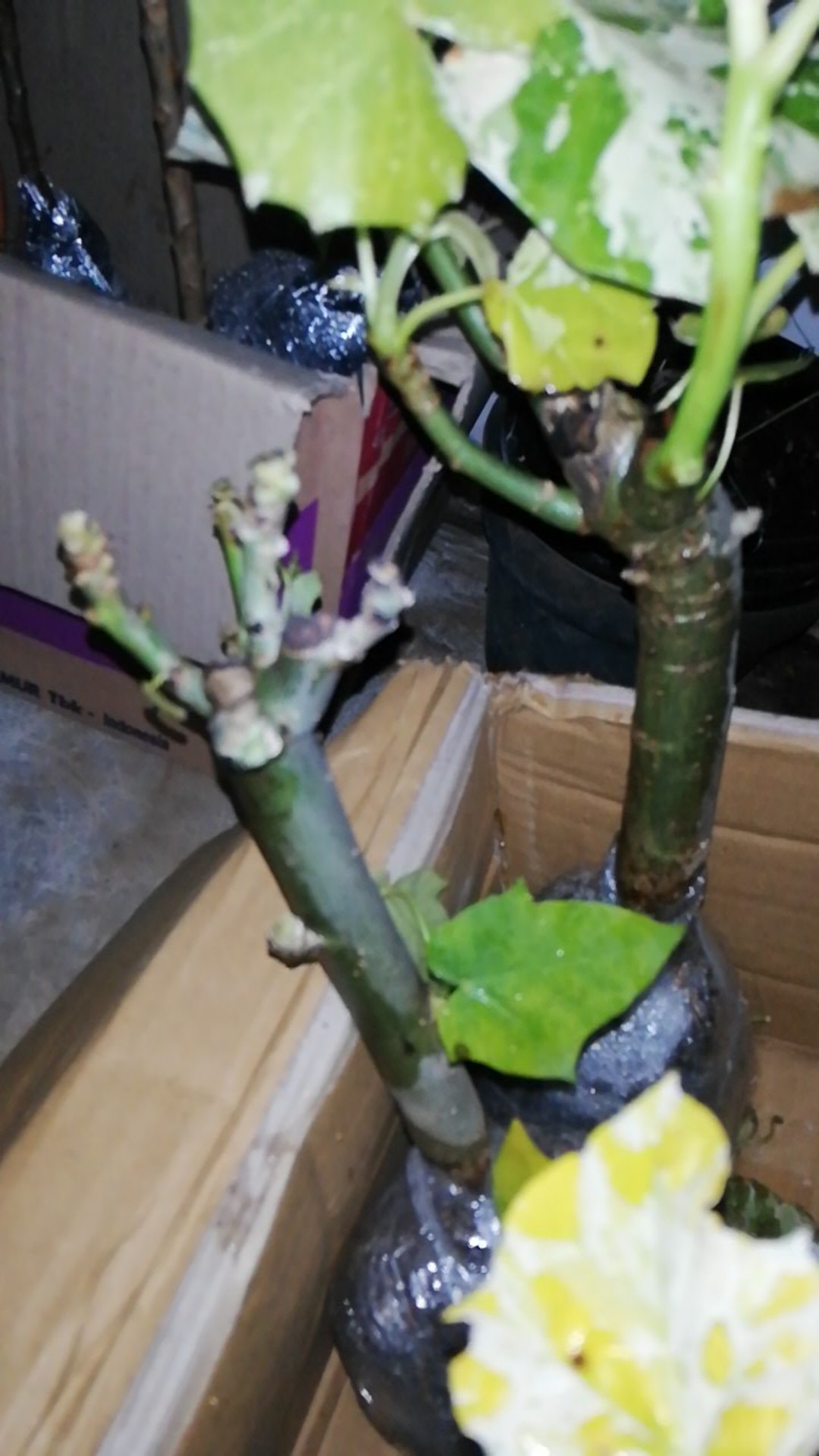 Tanaman Jarak Varigata / Jatropha Curcas Variegata