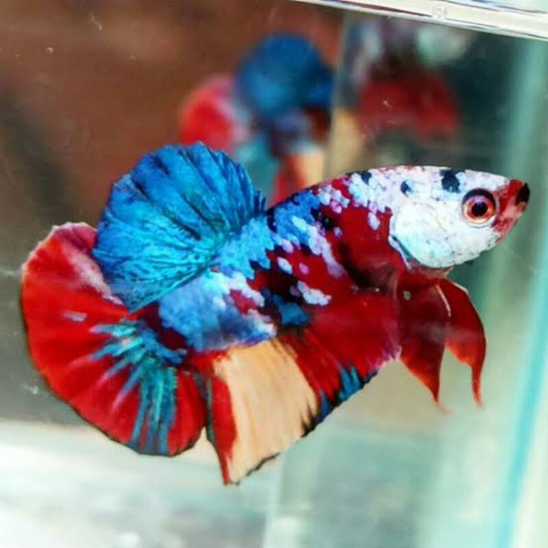 Cupang Plakat Koi Nemo Galaxy/Multicolour
