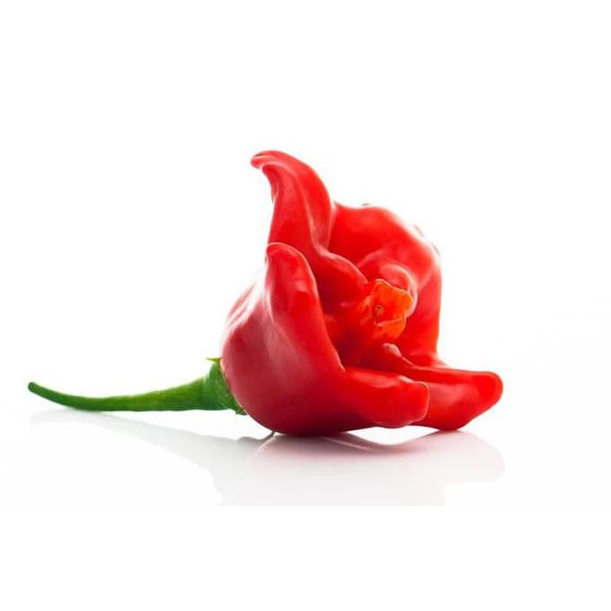 Buruan Serbu] Benih - Biji - Bibit Cabe Unik Hias Cabai Bishop Crown Bentuk Lonceng