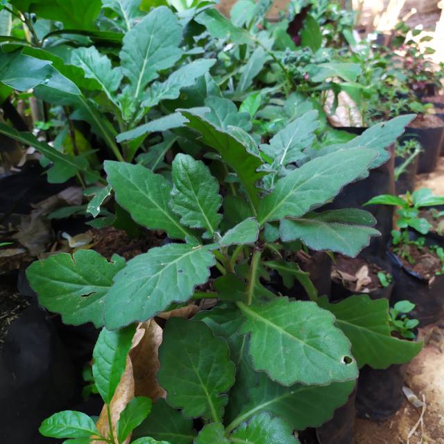 Tanaman daun dewa tanaman herbal daun dewa