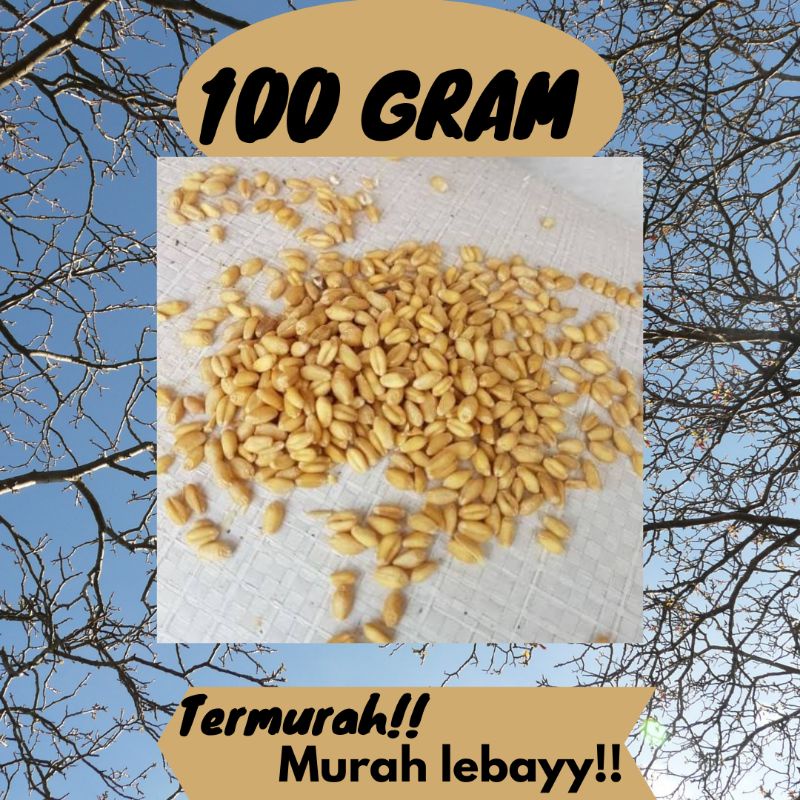 Benih / biji gandum - Rumput kucing - wheatgrass