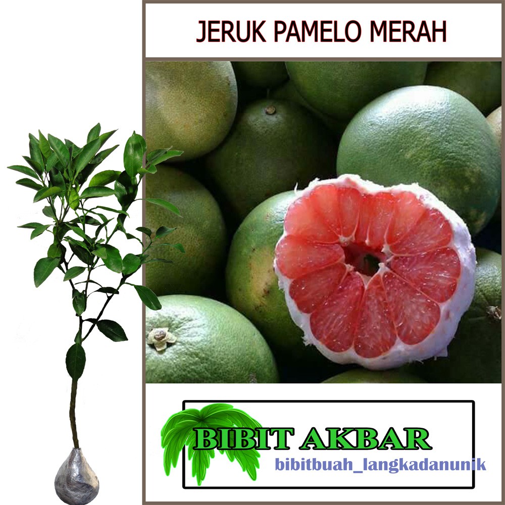 

Tanaman Jeruk Pamelo Merah (Tinggi 40 - 60 cm)