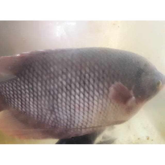 

TERBATASSS!!! Ikan gurame segar / harga 1/2 KG