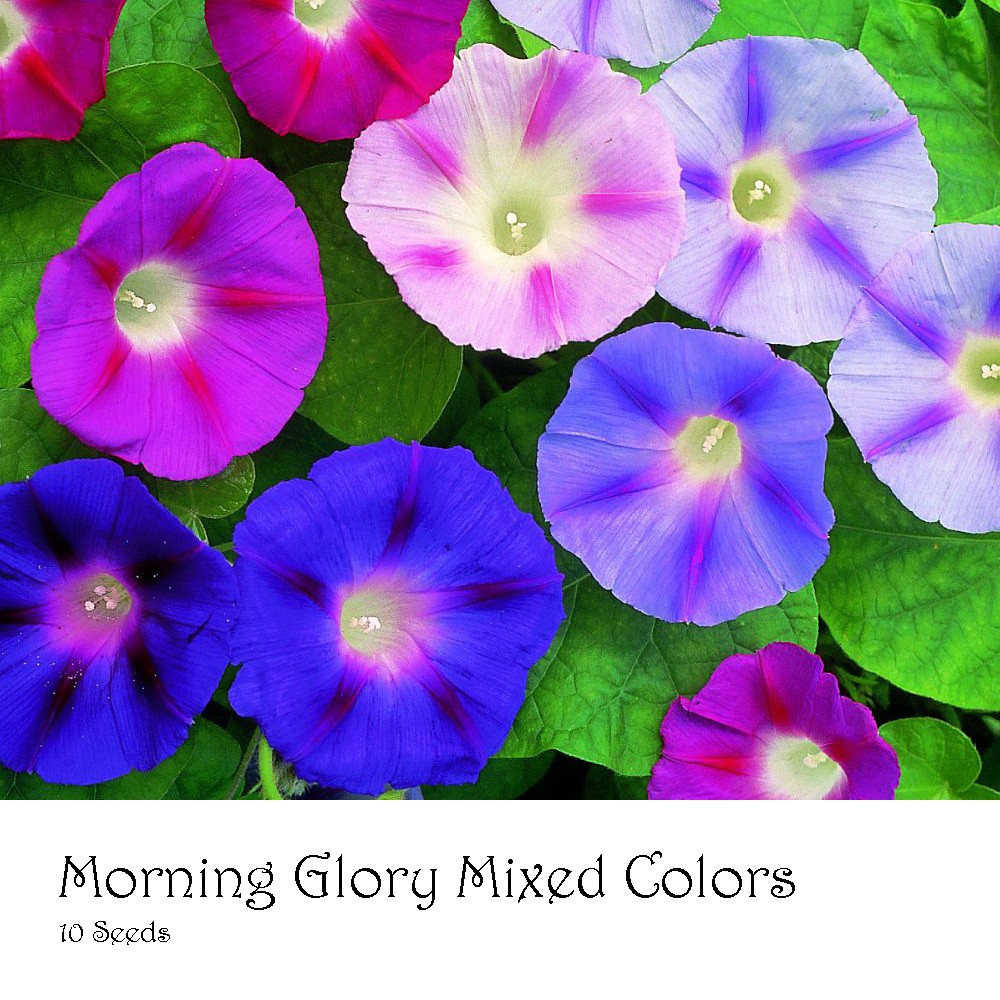 PlantaSeed - 10 Seeds - Morning Glory Mixed Color Biji Bunga - PAS0206