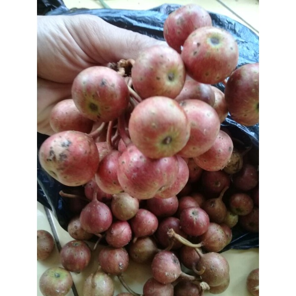 

Buah kondang atau gondang segar 1kilo