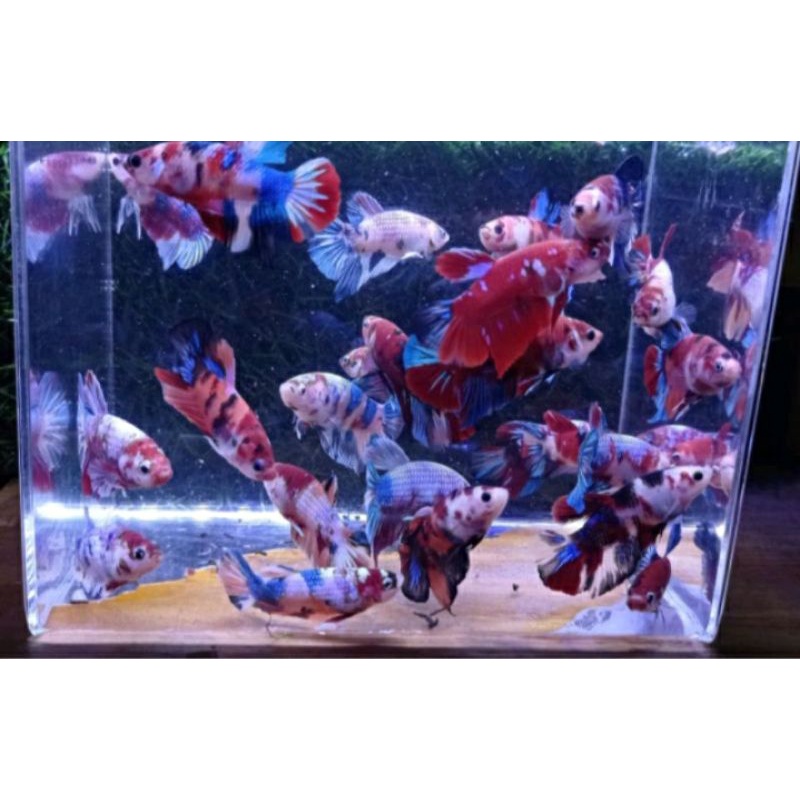 ikan cupang Bahanan koi galaxy