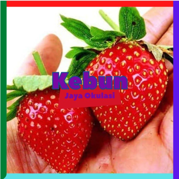 Jual Bibit Seeds Fruit Strawberry Giant Stroberi Unik Siap Berbuah ...