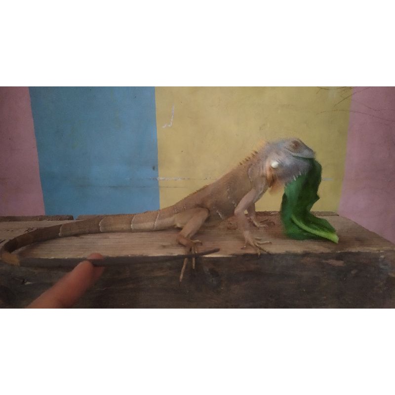 iguana red baby up real pict minusan