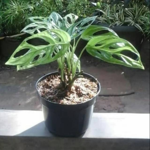 Pohon Janda Bolong Tanaman Hias Monstera Janda Bolong Indonesia