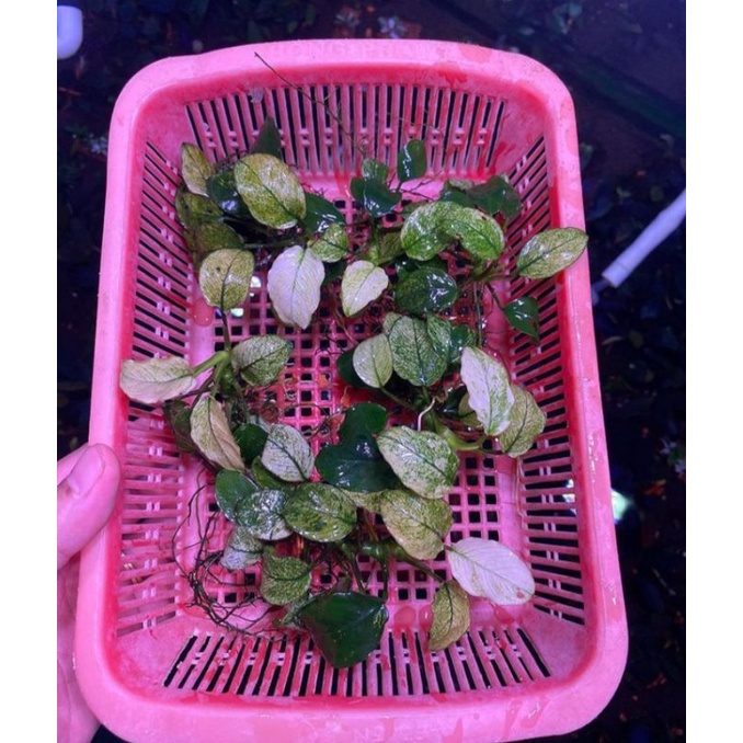 ANUBIAS NANA PINTO 5 PCS