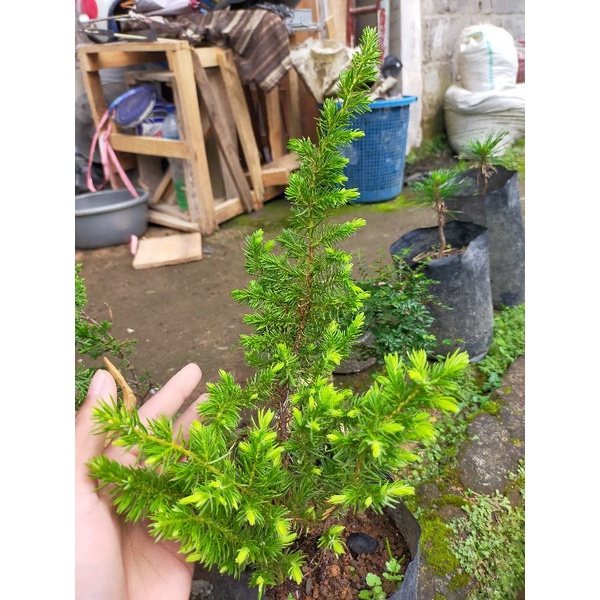 Bahan Bonsai Cemara Prokumben/ Cemara Procumbens