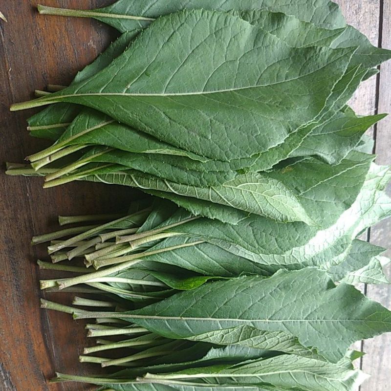 

Daun pahit Afrika herbal minim order 20 helai @