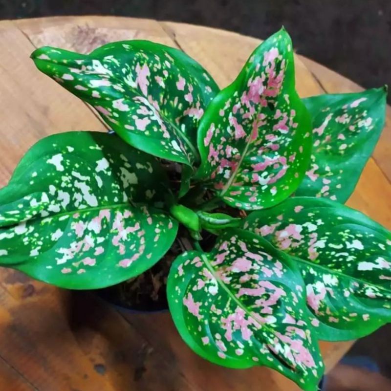 Aglaonema Tri Color / Aglonema tri color florist nursery / Aglonema tri color (Tanaman hias aglaonem