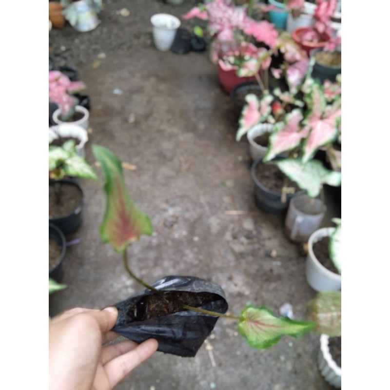 Keladi Keris Caladium Keris Pink