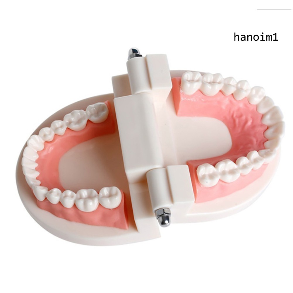 KQ_Dental Study Teaching Teeth Model Oral Care Tooth Education Dentist Equipment