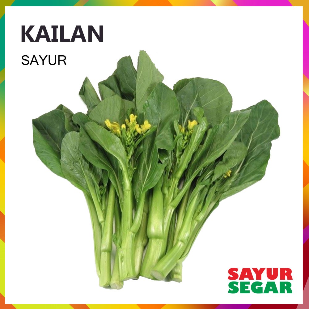 Jual Sawi Kailan Sayur Fresh [1 Ikat] Shopee Indonesia
