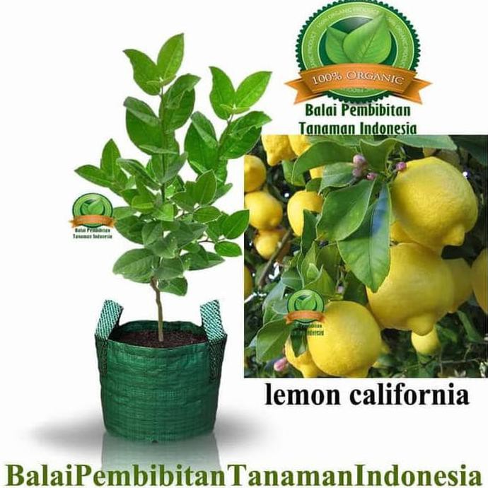 Xeo Ori Bibit Lemon California / Bibit Buah / Tanaman Asli
